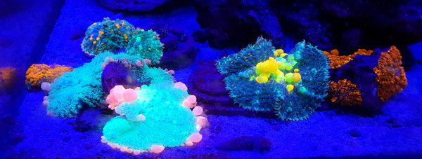 Corales exclusivos